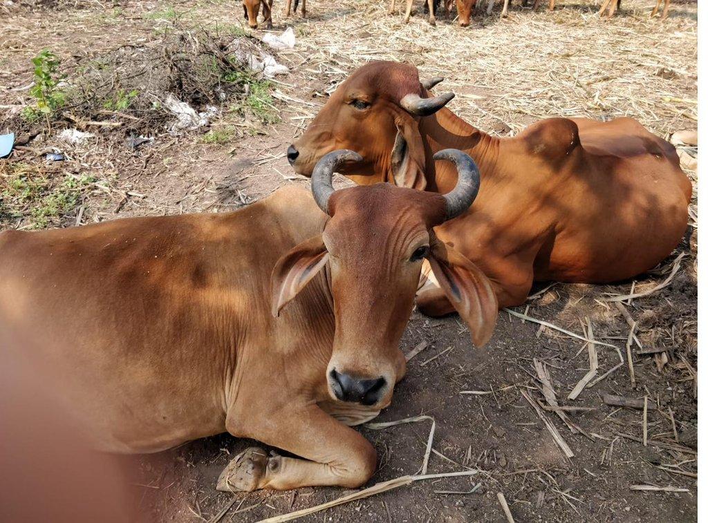 Indigenous Gir cows resting at the farm